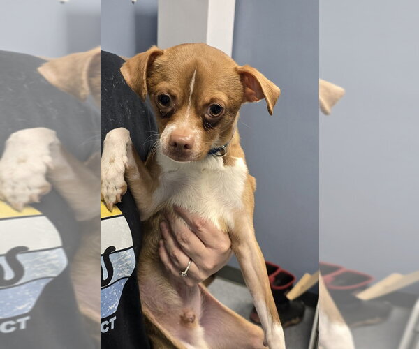 Medium Photo #1 Chihuahua-Unknown Mix Puppy For Sale in Evansville, IN, USA