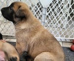 Small #2 Dutch Shepherd Dog