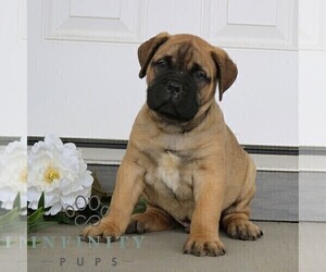 Bullmastiff Puppy for sale in NEW HOLLAND, PA, USA