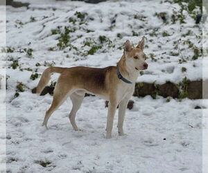 Siberian Husky-Unknown Mix Dogs for adoption in Westwood, NJ, USA