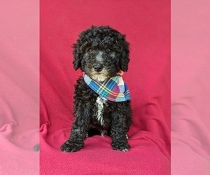 Old English Sheepdog-Poodle (Miniature) Mix Puppy for sale in GLEN ROCK, PA, USA