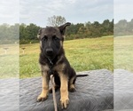 Puppy Green Collar German Shepherd Dog