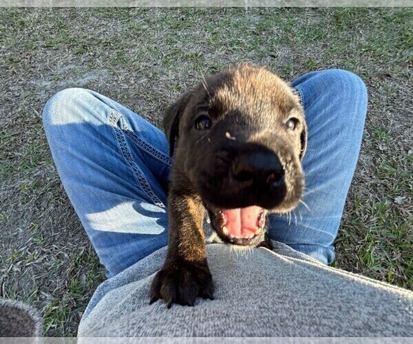 Medium Photo #4 Rotticorso Puppy For Sale in REEVESVILLE, SC, USA