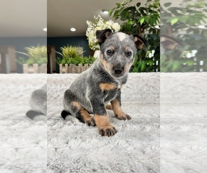 Australian Cattle Dog Puppy for sale in GREENFIELD, IN, USA