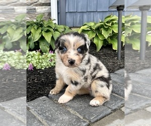 Australian Shepherd Puppy for sale in LODA, IL, USA