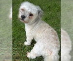 Small #6 ShihPoo