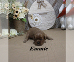 Small #4 Cavalier King Charles Spaniel