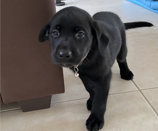 Medium Photo #4 Labrador Retriever Puppy For Sale in PALM COAST, FL, USA