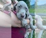 Small #17 Great Dane