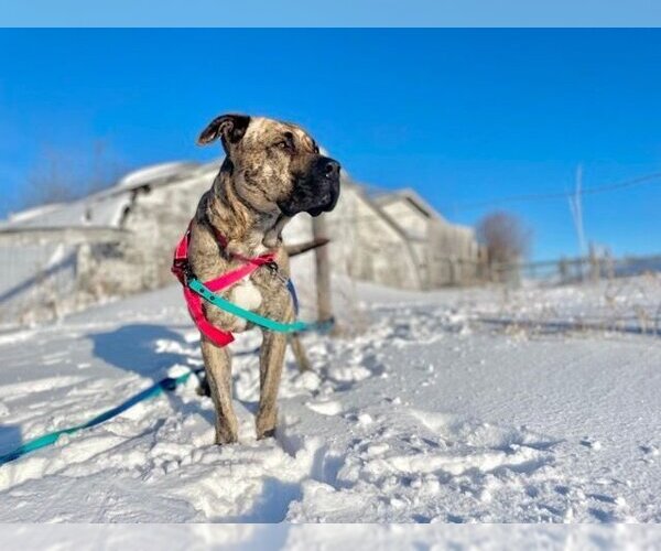 Medium Photo #2 American Pit Bull Terrier-Unknown Mix Puppy For Sale in Calgary, Alberta, Canada