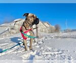 Small #1 American Pit Bull Terrier Mix