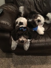 Bichpoo Puppy for sale in KNOXVILLE, TN, USA