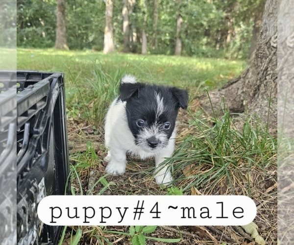 Medium Photo #7 Yorkshire Terrier Puppy For Sale in MOUNT VERNON, MO, USA