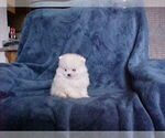 Small #5 Pomeranian