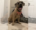 Small Photo #7 Cane Corso Puppy For Sale in DENTSVILLE, MD, USA