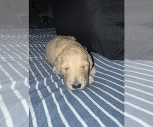 Medium Labradoodle