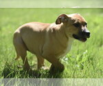 Small #4 Shepradors