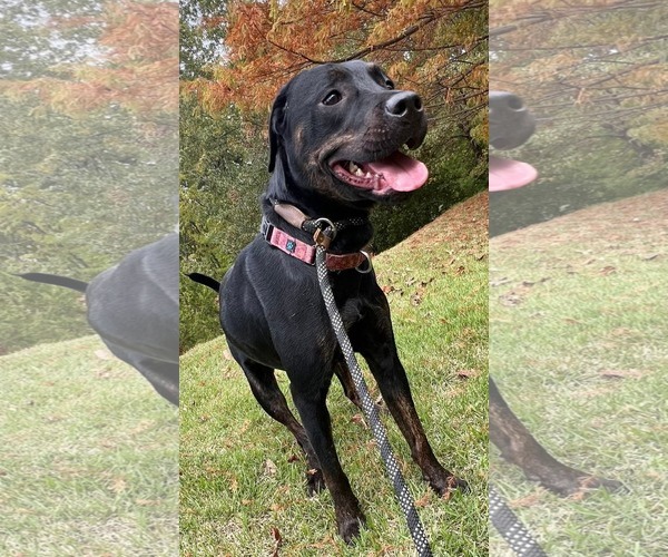 Medium Photo #4 Labrador Retriever-Unknown Mix Puppy For Sale in Munford, TN, USA