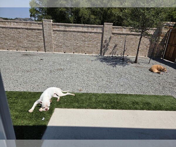 Medium Photo #2 American Bulldog-Unknown Mix Puppy For Sale in Dallas, TX, USA