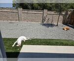 Small #1 American Bulldog Mix
