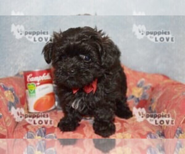 Medium Photo #16 Maltipoo Puppy For Sale in SANGER, TX, USA
