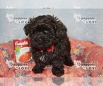Small Photo #16 Maltipoo Puppy For Sale in SANGER, TX, USA