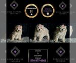 Puppy Athena F1 Maltipoo