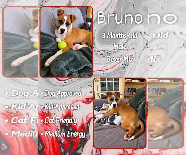 Medium Photo #1 Boxer-Unknown Mix Puppy For Sale in Jacksonville, NC, USA