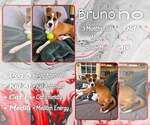 Bruno - Male Boxer-Unknown Mix Dog for Adoption - Small photo
