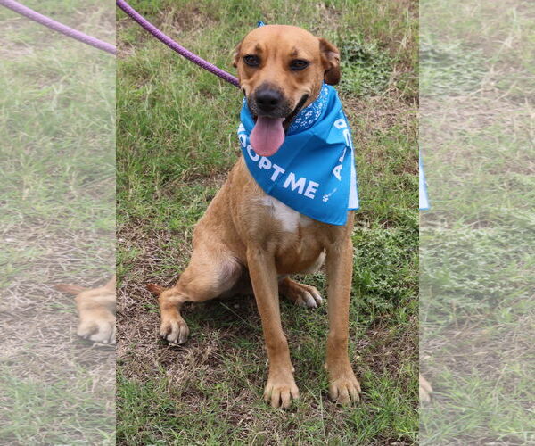 Medium Photo #2 Black Mouth Cur-Labrador Retriever Mix Puppy For Sale in Bandera, TX, USA