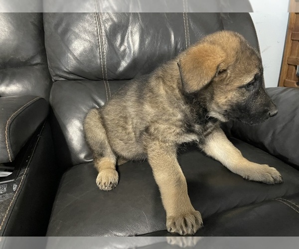 Medium Photo #13 German Shepherd Dog Puppy For Sale in RUFFIN, SC, USA
