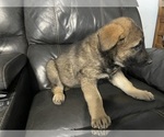 Small Photo #13 German Shepherd Dog Puppy For Sale in RUFFIN, SC, USA