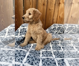 Goldendoodle Puppy for Sale in MODESTO, California USA