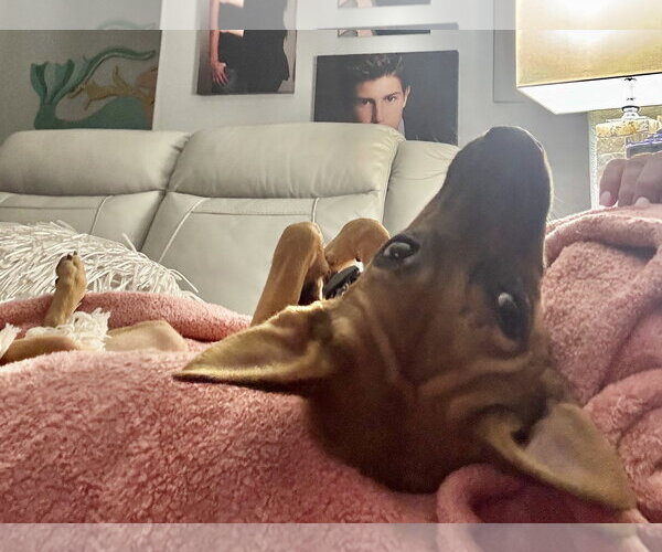 Medium Photo #2 Chihuahua-Unknown Mix Puppy For Sale in Virginia Beach, VA, USA