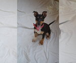 Small #2 Miniature Pinscher Mix