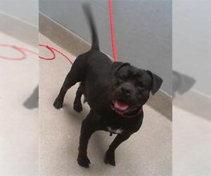 American Bulldog-Unknown Mix Dogs for adoption in Las Vegas, NV, USA