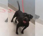 Small American Bulldog Mix