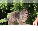 Small #4 Bernedoodle (Miniature) (+ Poodle Miniature)
