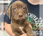 Small #3 Labrador Retriever Mix