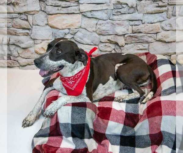 Medium Photo #7 Lab-Pointer Puppy For Sale in Kennesaw, GA, USA