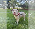 Small American Staffordshire Terrier-Boxer Mix