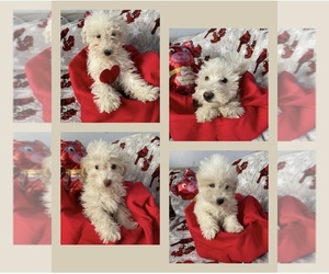 Shih-Poo Puppy for sale in WIXOM, MI, USA