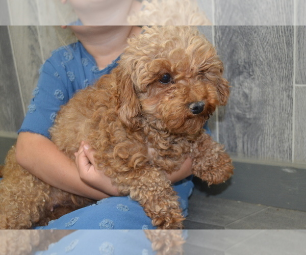 Medium Photo #1 Cavapoo Puppy For Sale in GREENWOOD, WI, USA