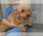 Small Photo #1 Cavapoo Puppy For Sale in GREENWOOD, WI, USA
