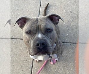 American Staffordshire Terrier-Unknown Mix Dogs for adoption in Bridgewater, NJ, USA