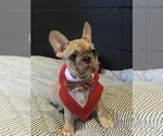 Small Photo #5 French Bulldog Puppy For Sale in PALO ALTO, CA, USA