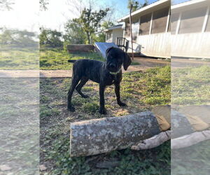 Mutt Dogs for adoption in Bangs, TX, USA