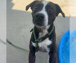 Small #1 American Staffordshire Terrier Mix