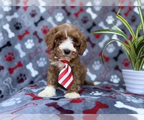 Medium Photo #6 Cavapoo (Miniature) Puppy For Sale in LAKELAND, FL, USA