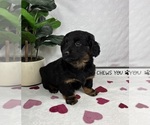 Small #1 Dachshund